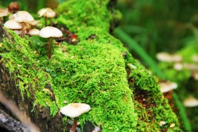 戴维·帕特森的球场领导力和战术灵活性，为袋鼠队赢得关键比赛