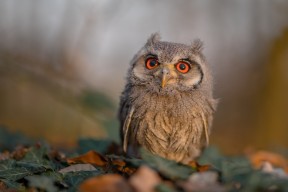 步行者新援融入迅速展现全能属性，步行者person