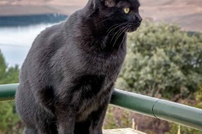 高位逼抢激活前场多点突破，高位进攻