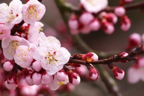 大卫·波波维奇技术动作精准完美，大卫波克菲尔百度百科