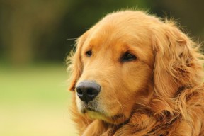 美国队在国际乒联混合团体世界杯中的技术战术分析与展望，美国乒乓球比赛