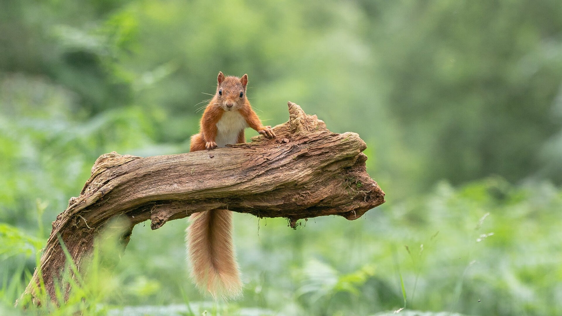 中国女篮强化内线协防 阻断对手突破路线，中国女篮战术