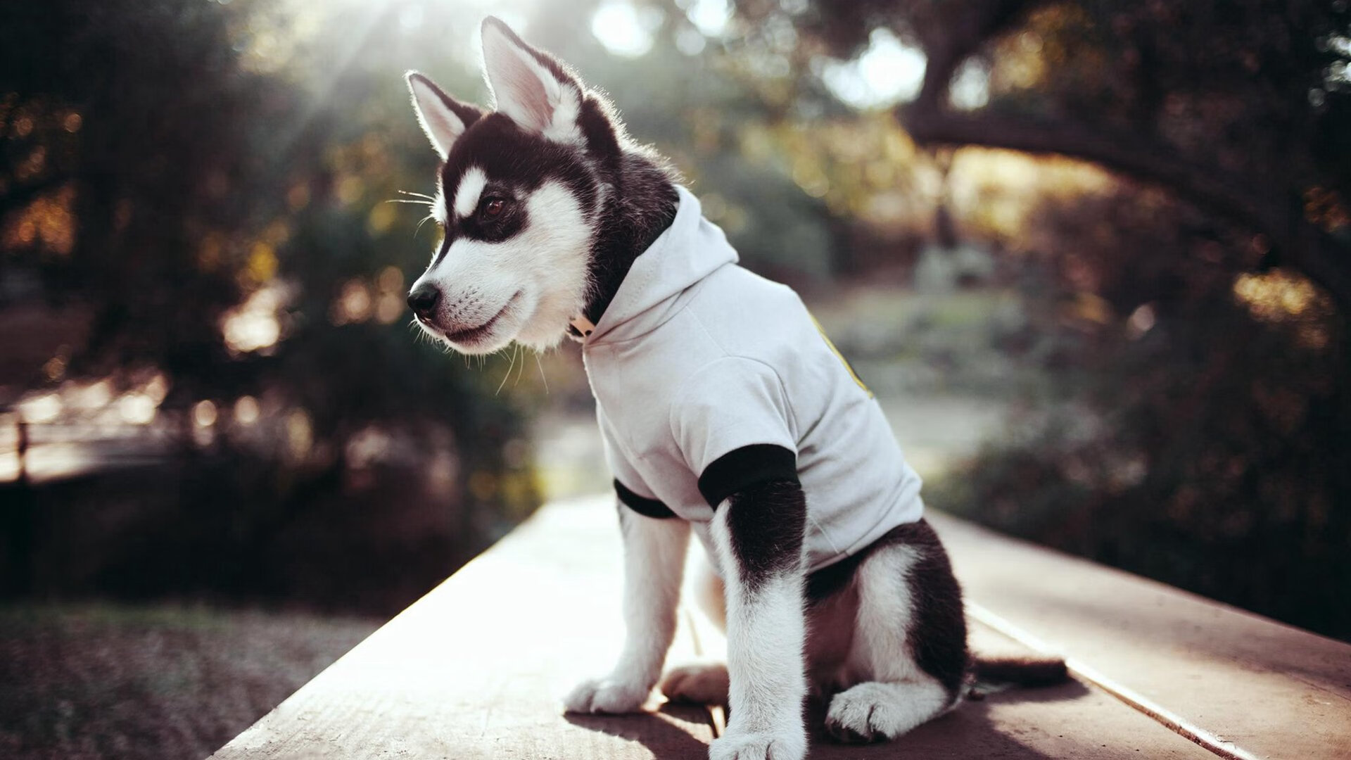 中超联赛中国女足战胜 球员表现赢得赞誉，2020年中超女足