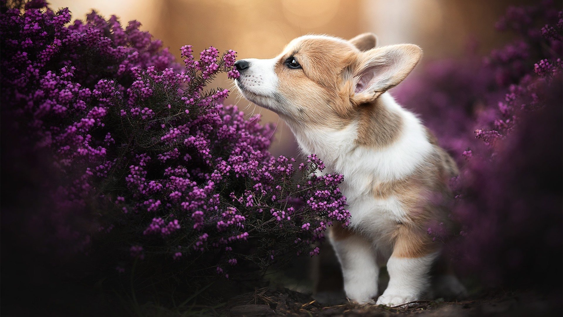 亚洲杯中国队战胜 球迷期待更高突破，亚洲杯中国对战