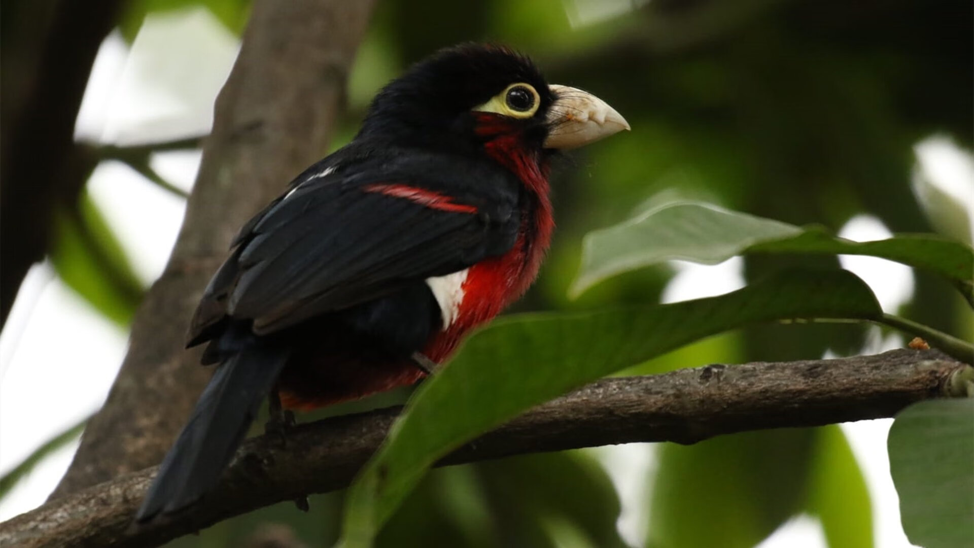 塞维利亚前场创造力提升冲击能力强，塞维利亚主力前锋