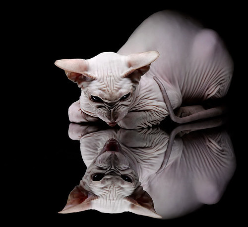 蝶泳冲刺阶段划频显著提升，蝶泳规则