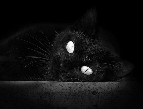 公牛新晋球员适应良好有望进入核心阵容，公牛近况