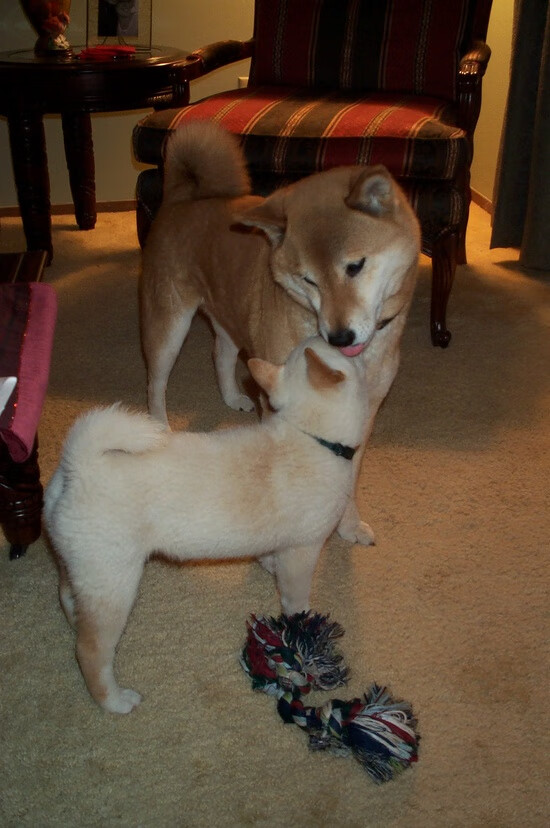 唐纳德·高尔的精彩进攻演绎，点亮袋鼠队全场表现，唐纳德高德纳