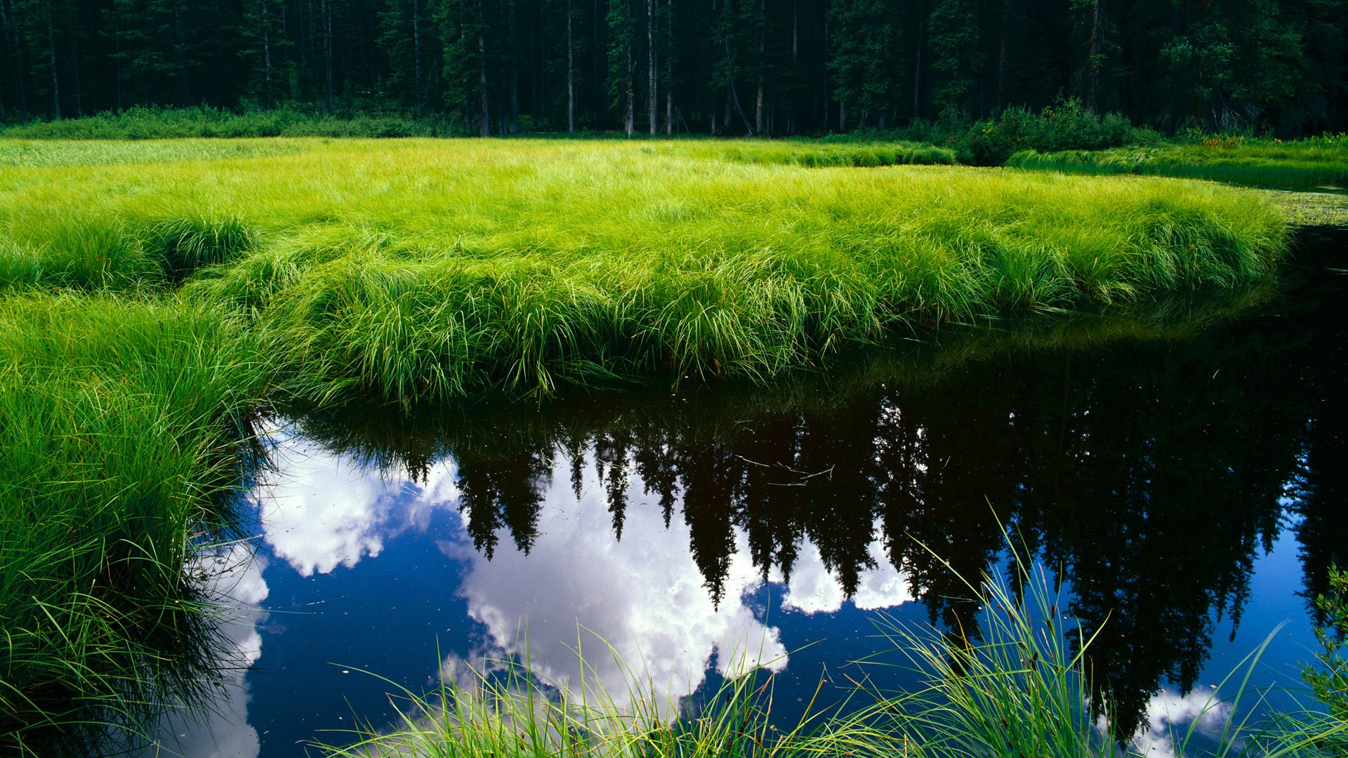 张雨霏自由泳实力渐入佳境，张雨菲 自由泳