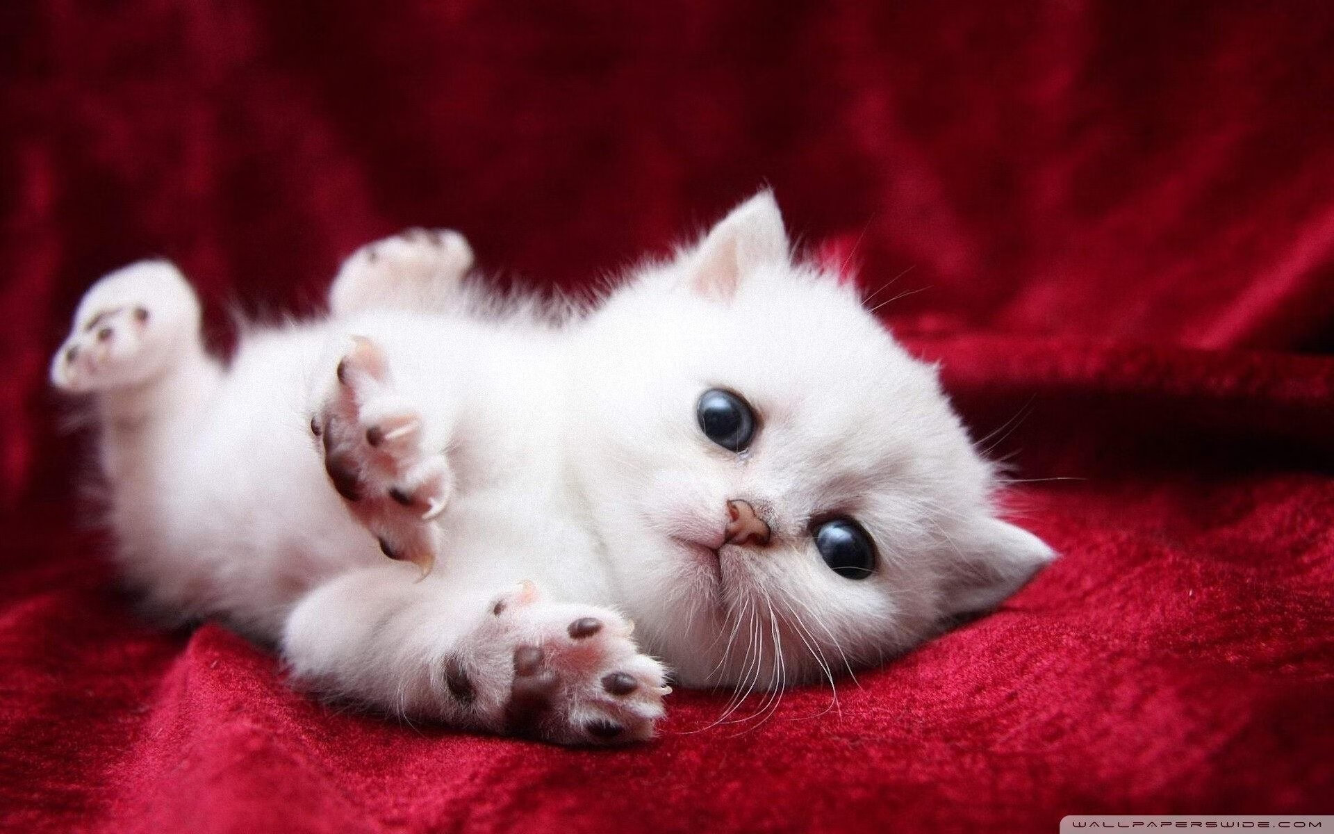 拉文冲击篮筐成功率提高成为公牛新武器，拉文最强扣篮