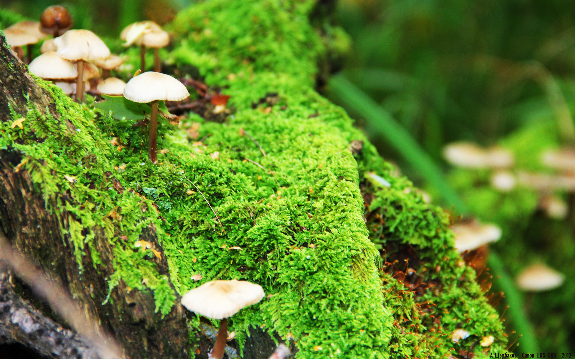 戴维·帕特森的球场领导力和战术灵活性，为袋鼠队赢得关键比赛