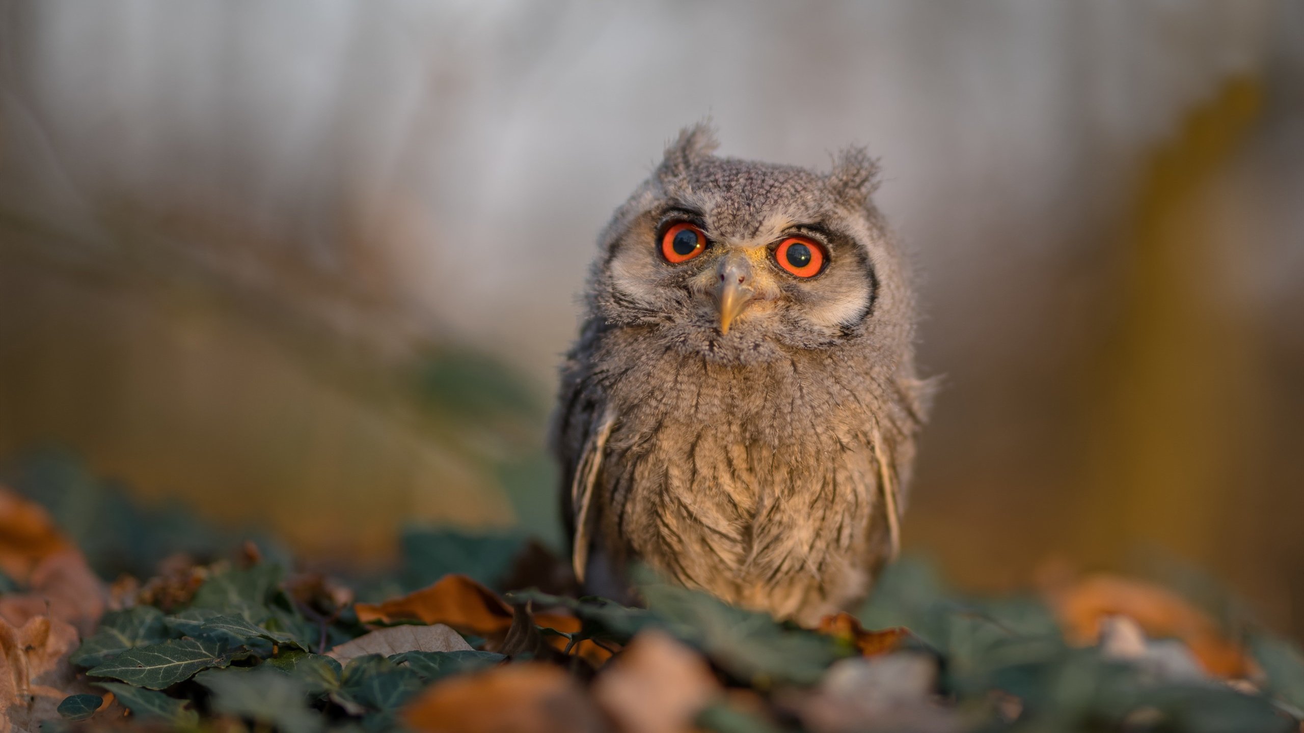 步行者新援融入迅速展现全能属性，步行者person